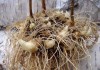 Фото Норичник узловатый - ценное лекарственное растение. Семена и корни почтой по России.