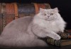 Фото Британские длинношерстные котята (Хайлендер)