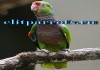 Фото Винногрудый амазон (Amazona vinacea) - ручные птенцы из питомника