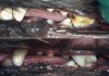 Фото У собаки Камень на зубах – пахнет из пасти? чистим зубы – УЗ скалер. Без наркоза и боли.