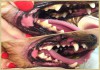 Фото У собаки Камень на зубах – пахнет из пасти? чистим зубы – УЗ скалер. Без наркоза и боли.