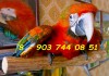 Фото Tropicana - гибрид попугаев ара, птенцы выкормыши 4 мес из питомника