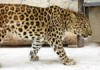 Фото Котята леопарда