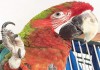 Фото Баффвинг (гибрид попугаев ара) - ручные птенцы из питомника