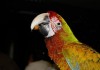 Фото Баффвинг (гибрид попугаев ара) - ручные птенцы из питомника